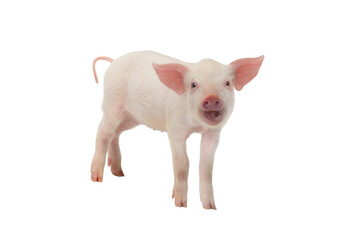 pig isolated on white background - 767384175