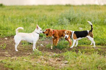 Naklejka na ściany i meble Three dogs of different breeds in a field sniffing each other