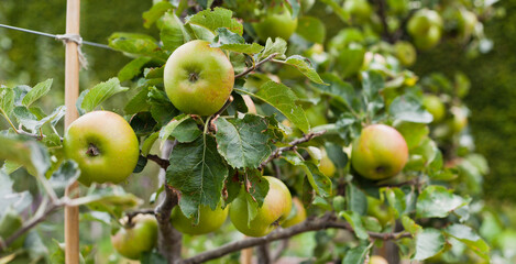Double Cordo apple tree with ripe fruit , ready for harvest -  organic permaculture farm. - 767389902