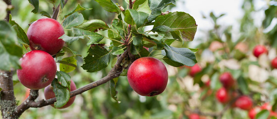 Red apple variety on the fruiting tree - malus domestica 