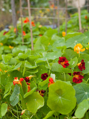 Nasturtium flowering plants in the vegetable and fruit garden growing together with polinating plants scarlet variety . Keeping balance in nature. Permaculture food forest design. - 767389911