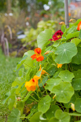 Nasturtium flowering plants in the vegetable and fruit garden growing together with polinating plants scarlet variety . Keeping balance in nature. Permaculture food forest design. - 767389912