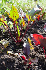 Beetroots and beet greens in the vegetable garden.