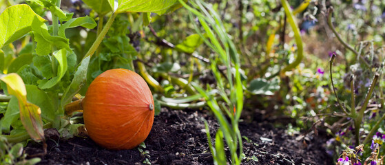 'Hokkaido', 'Red Hokkaido' pumpkin squash in the farm garden. - 767389935