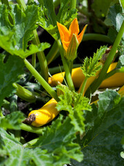  Yellow The zucchini - courgette is a summer squash but is usually harvested when still immature.