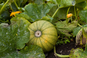 Pumpkin plant the garden. - 767389952
