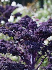 Redbor Purple Kale cabbage in the garden. - 767389954