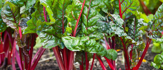 Beta Vulgaris - Purple beetroot leaves in the permaculture countryside vegetable garden during the sunny day. - 767389955