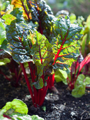 Beta Vulgaris - Purple beetroot leaves in the permaculture countryside vegetable garden during the sunny day.