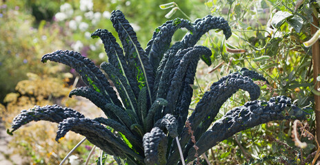Lacinato kale - called cavolo nero, literally black cabbage, is a variety of kale with a long tradition in Italian cuisine, especially that of Tuscany, growing in the countryside permaculture garden.