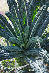 Cavolo Naro  -  Black Kale in the permaculture vegetable garden. - 767389975