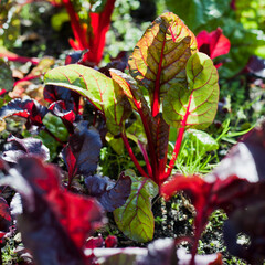 Beetroots and beet greens in the vegetable garden. - 767389976