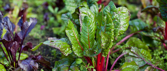 Beta Vulgaris - Purple beetroot leaves in the permaculture countryside vegetable garden during the sunny day. - 767389989