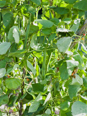 Edible vegetable garden  -  runner beans plant. - 767389997