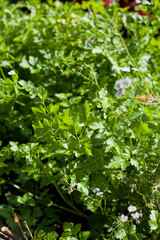 Flat leaf parsley in the garden. - 767389999
