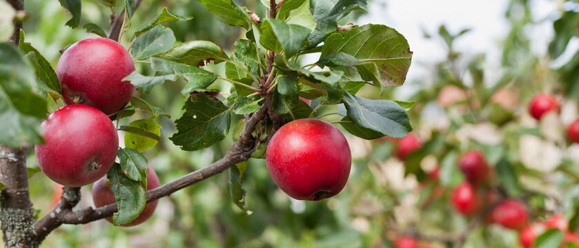 Red apple variety on the fruiting tree - malus domestica "red devil" in the permaculture forest garden.