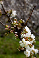 The flowering of cherry trees in the Jerte Valley is an impressive natural spectacle that occurs every spring. Every year flowering is expected to begin in the second half of March, as long as tempera