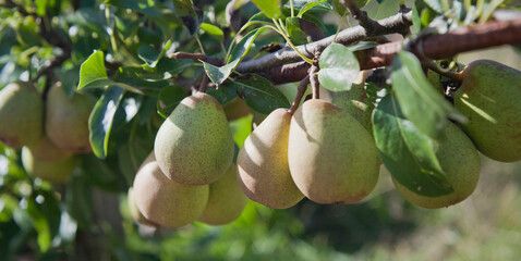 Beth Pear tree -  is an excellent early-season pear tree with juicy sweet fruit. - 767390110