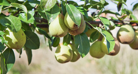 Beth Pear tree -  is an excellent early-season pear tree with juicy sweet fruit. - 767390111