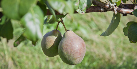 Black Auchen pear tree in the vegetable and fruit food forest. - 767390122