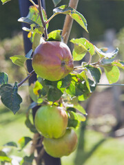 Old variety green apple trees in the orchard -  Golden Delicious. - 767390158
