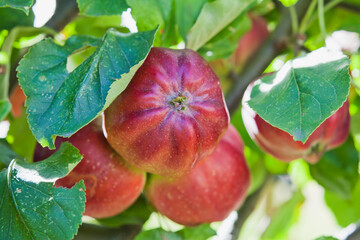 Bloody Ploughman red apple on the tree in the orchard. - 767390167