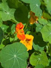 Nasturtium flowering plants in the vegetable and fruit garden growing together with polinating plants scarlet variety . Keeping balance in nature. Permaculture food forest design. - 767390301