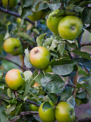RIVERS’ EARLY PEACH apples on the tree. - 767390302