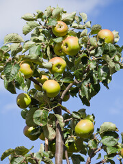 Alderman green apple tree with ripe fruit. - 767390306