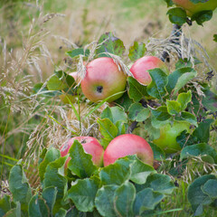 RIVERS’ EARLY PEACH apples on the tree. - 767390310