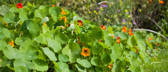 Nasturtium flowering plants in the vegetable and fruit garden growing together with polinating plants scarlet variety . Keeping balance in nature. Permaculture food forest design. - 767390315