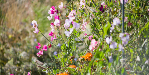 Pink and purple sweet pea flowers in the wild English garden. The sweet pea (Lathyrus odoratus) is a flowering plant. Beautiful blossom in the sunny day. - 767390327
