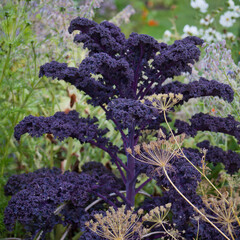 Red Baltic Kale -  healthy dark purple and violet  leaves on the high growing cabbage plant in the vegetable garden.