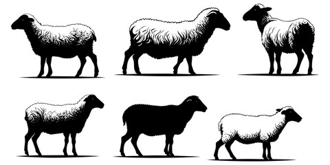 Set of a Sheep  silhouette vector