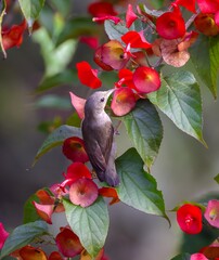 pale-billed flowerpecker (Dicaeum erythrorhynchos).pale-billed flowerpecker or Tickell's flowerpecker is a tiny bird that feeds on nectar and berries, found in India, Sri Lanka and Bangladesh. 
