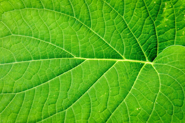 Hoja Santa