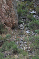 Rocky Mountain goat in the wild.  Green scrub bushes and rocky earth with a mountain goat.  Summer scene of Colorado mountain goat.  Tan fur and small horns on goat.