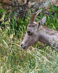 Rocky Mountain goat in the wild.  Green scrub bushes and rocky earth with a mountain goat.  Summer scene of Colorado mountain goat.  Tan fur and small horns on goat.