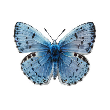 Blue butterfly isolated on transparent background