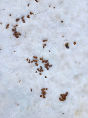 dog walking poop in the snow in the snow, the concept of a lack of culture for raising dog owners and inability to care for animals