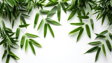 Fresh Green Bamboo Leaves on White Background - Isolated Nature Stock Photo