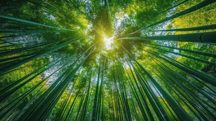 Fototapeta na wymiar Serene Beauty: A Majestic Bamboo Forest