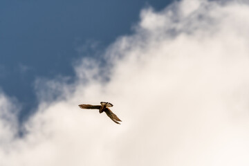 Pájaro en Rambla de Castro los Realejos, Tenerife.