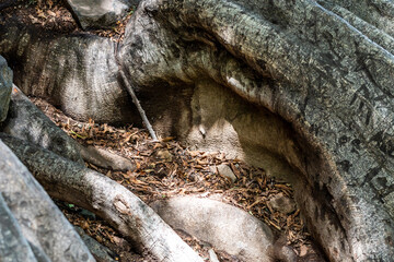 Flora en Rambla de Castro los Realejos, Tenerife.
