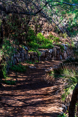 Fototapeta premium Sendero en Rambla de Castro los Realejos, Tenerife.
