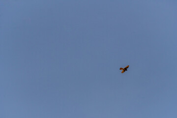 Pájaro en Rambla de Castro los Realejos, Tenerife.