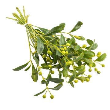 Bunch of mistletoe isolated on transparent background