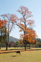 秋の奈良公園　鹿　奈良市