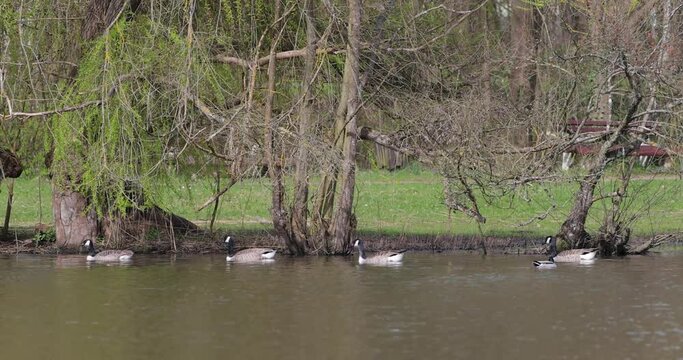Canadian geese swimming in a row at the lakeshore 