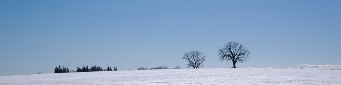 Web banner of the maple trees in the hill covered with snow.
